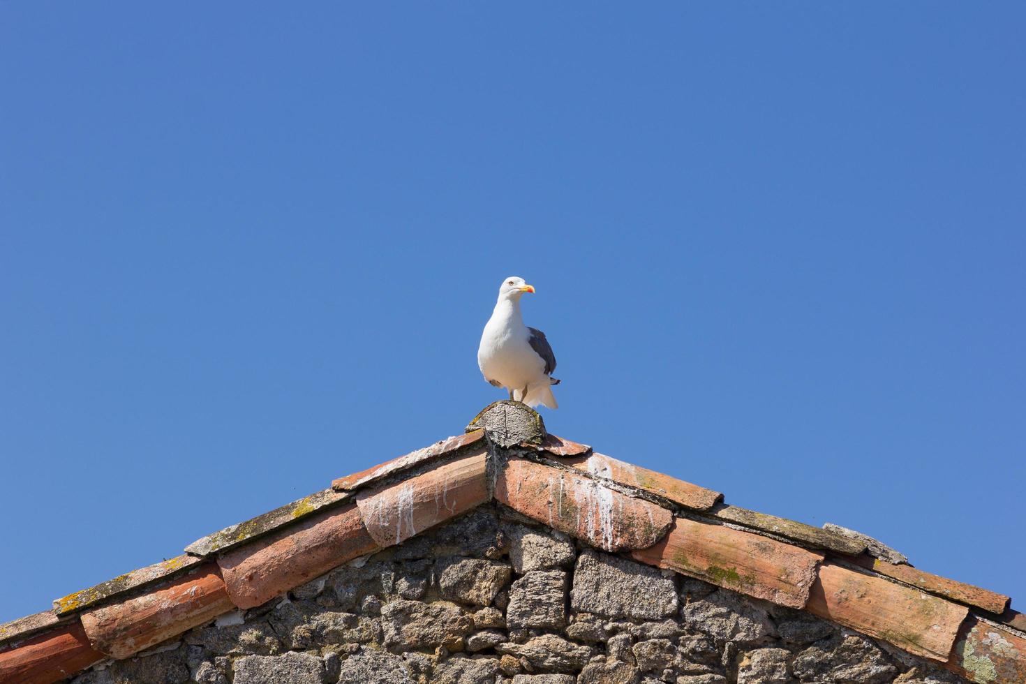 Möwe, Vogel, der normalerweise auf See ist. foto