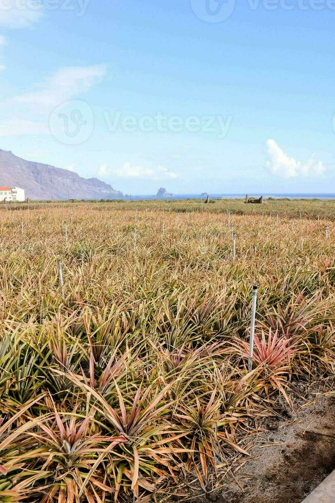 ein Ananas Feld mit viele Pflanzen und ein Mann Stehen im das Mitte foto