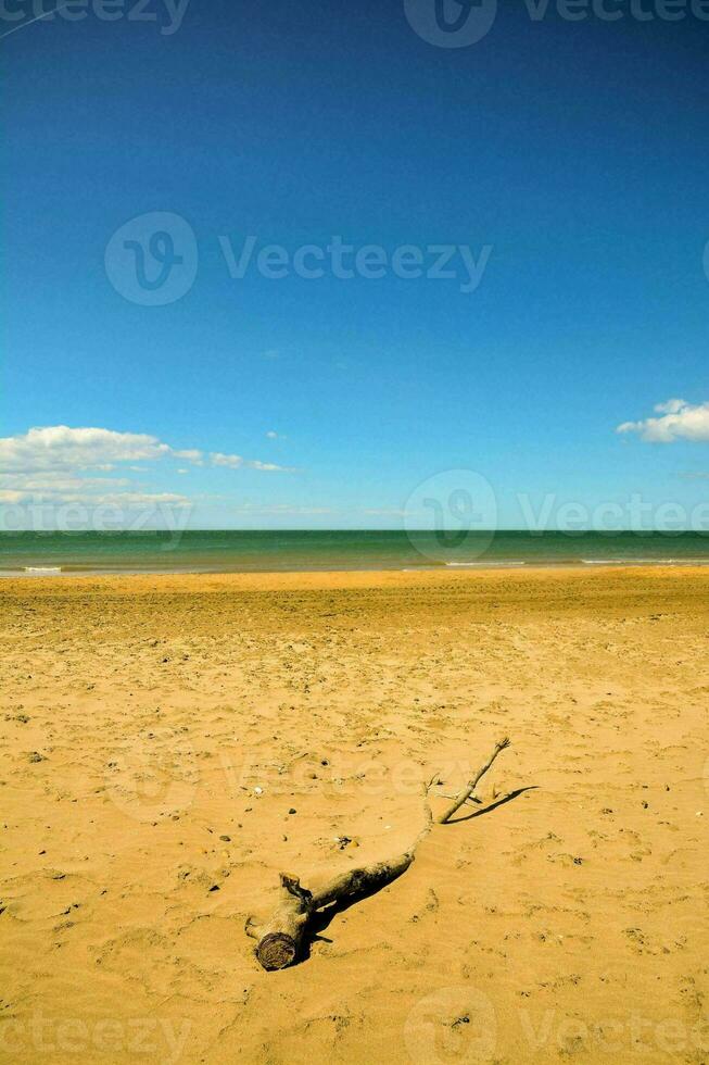 ein Strand mit ein Baum auf es und ein Blau Himmel foto