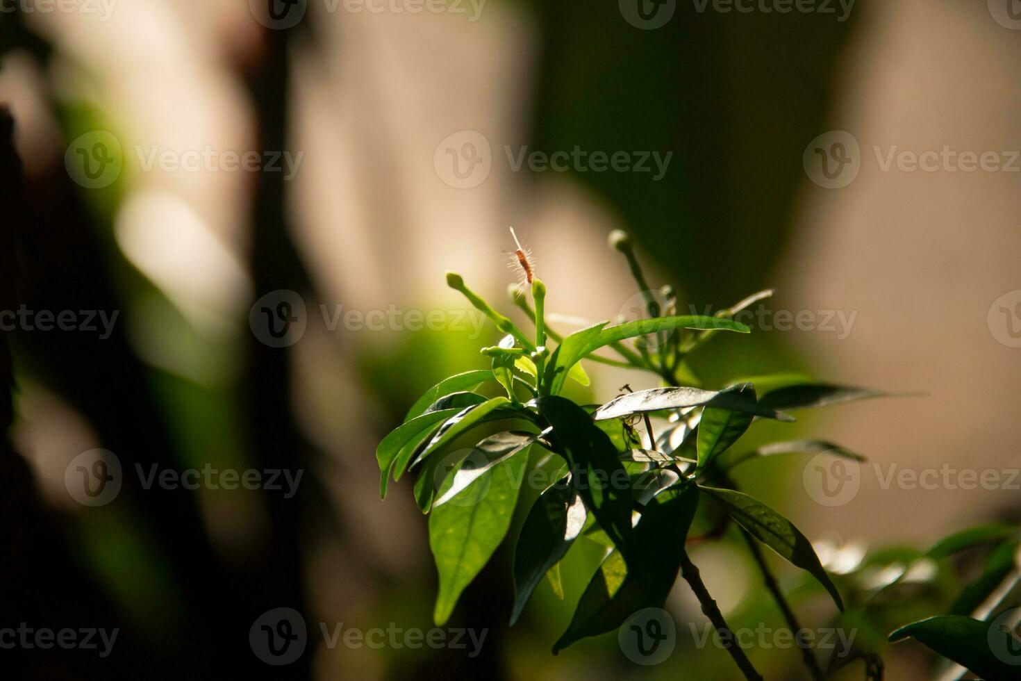 schließen oben von Weiß Blumen Schön, Hintergrund. foto