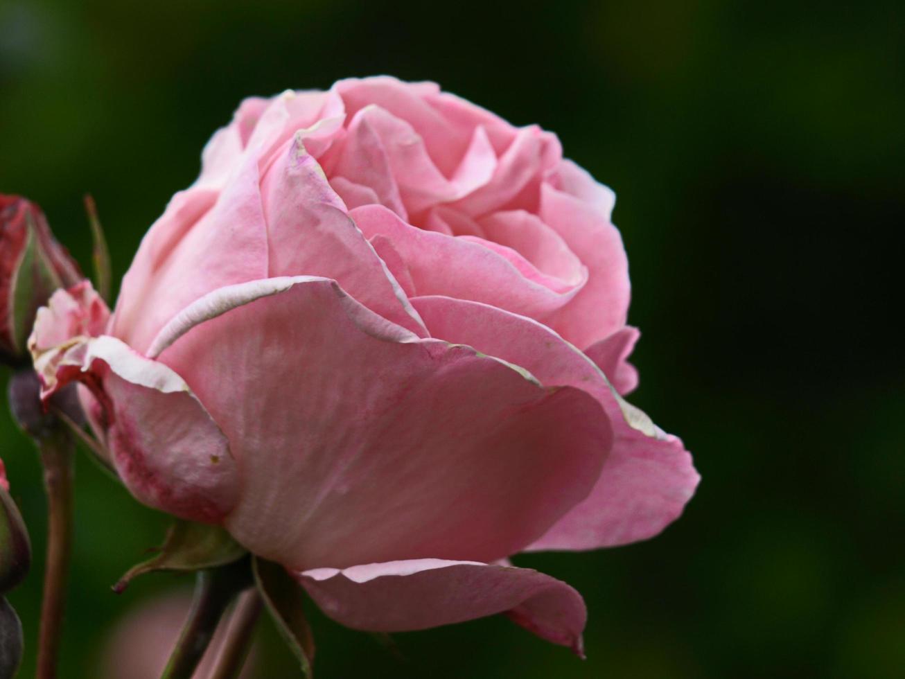 Nahaufnahme von schönen rosa Blumen foto