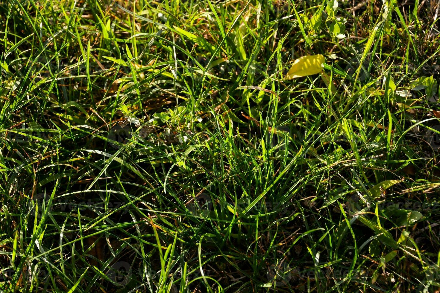 ein schließen oben von Gras im das Sonne foto