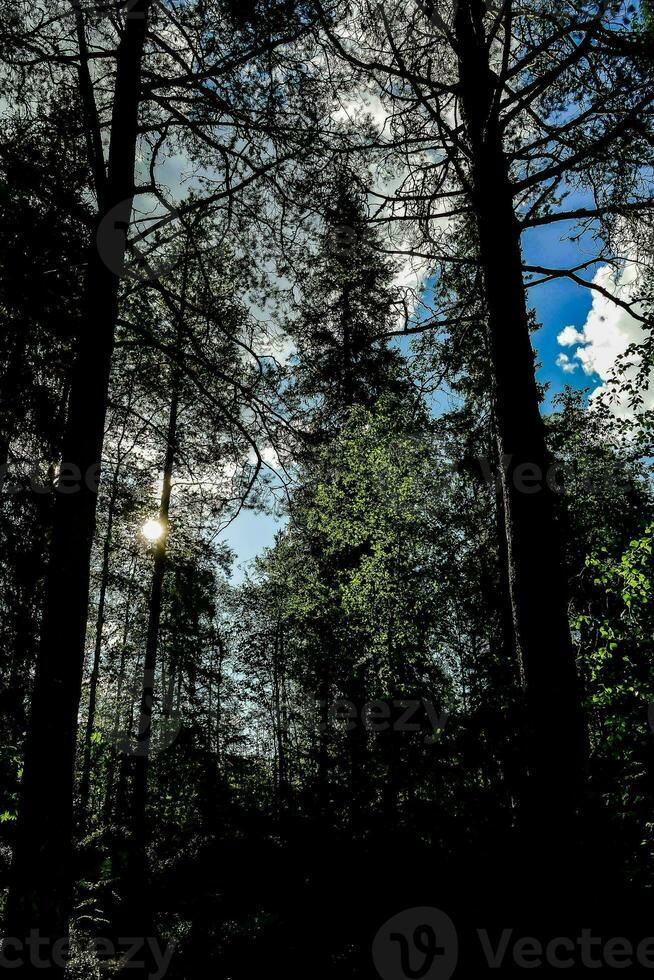 das Silhouette von das Wald foto