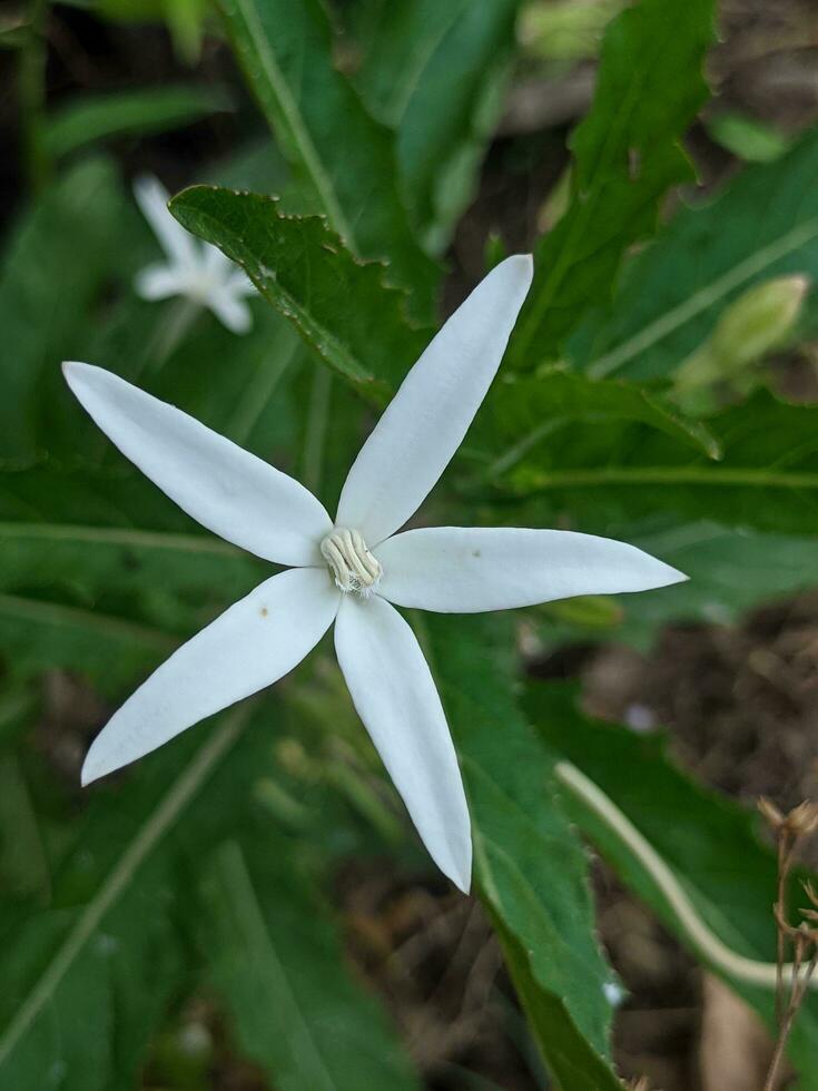 Weiß Blume im das Garten. wissenschaftlich Name Pterospermum indicum l. foto