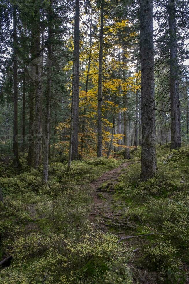 gehen durch das Holz beim das fohramoos europäisch Schutz Bereich im Österreich foto