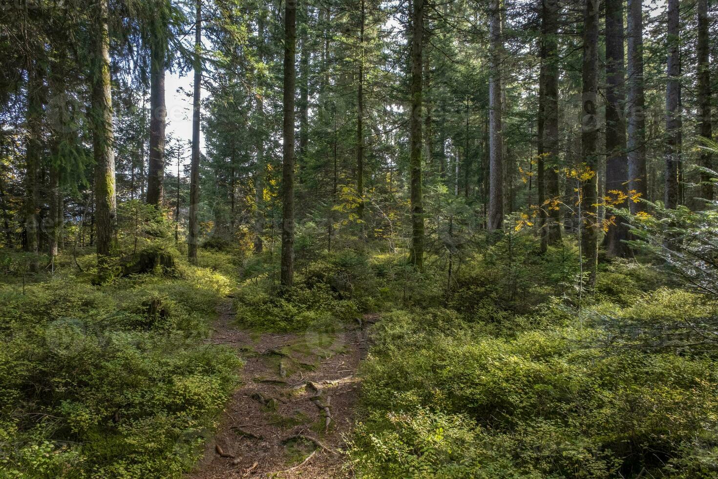 gehen durch das Holz beim das fohramoos europäisch Schutz Bereich im Österreich foto