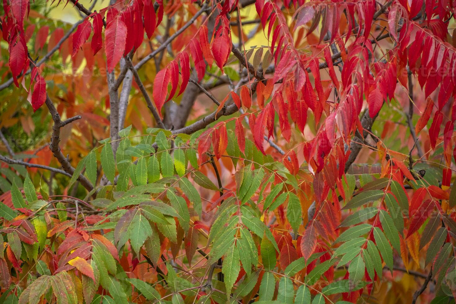 bunte Blätter im Herbst foto