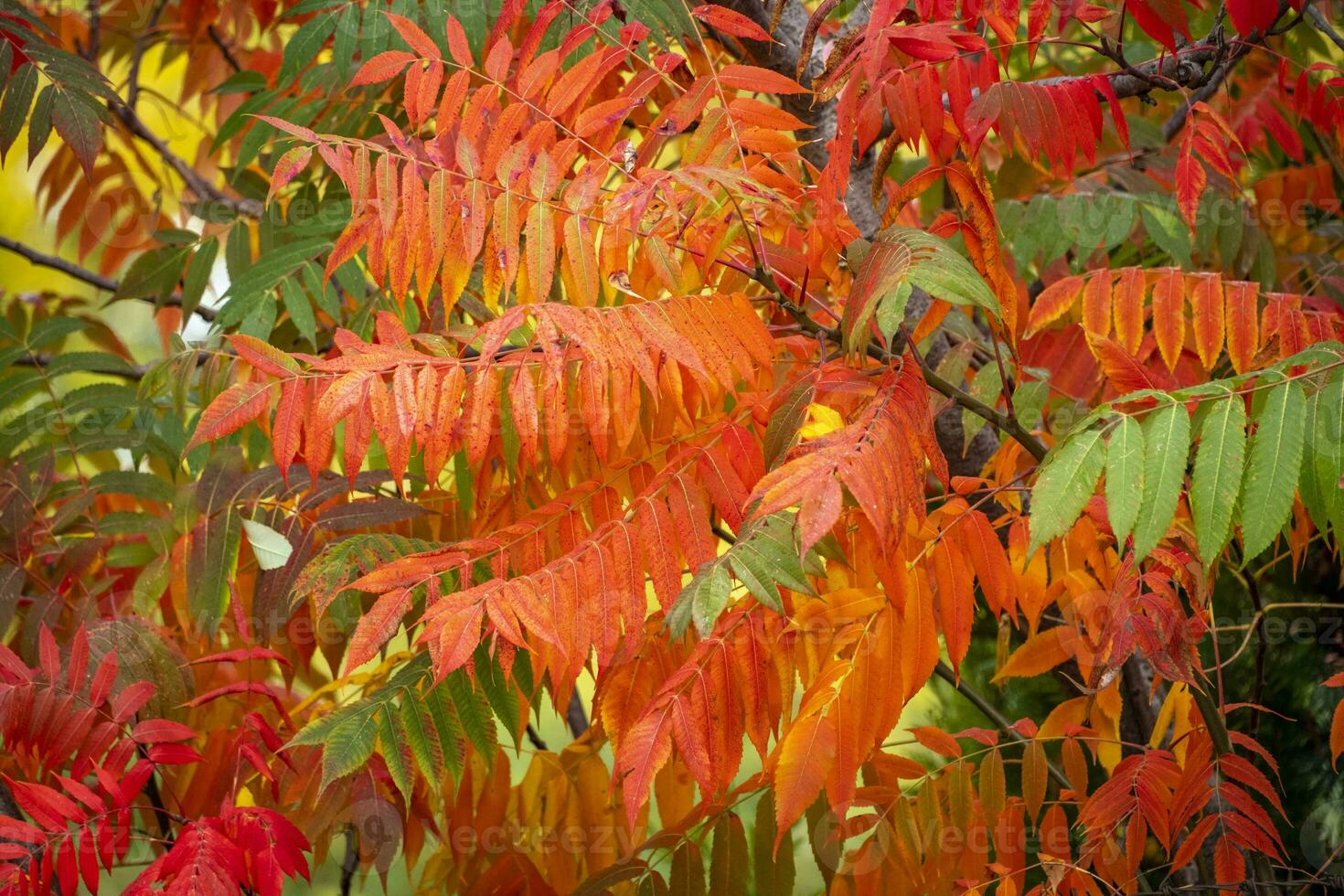 bunte Blätter im Herbst foto