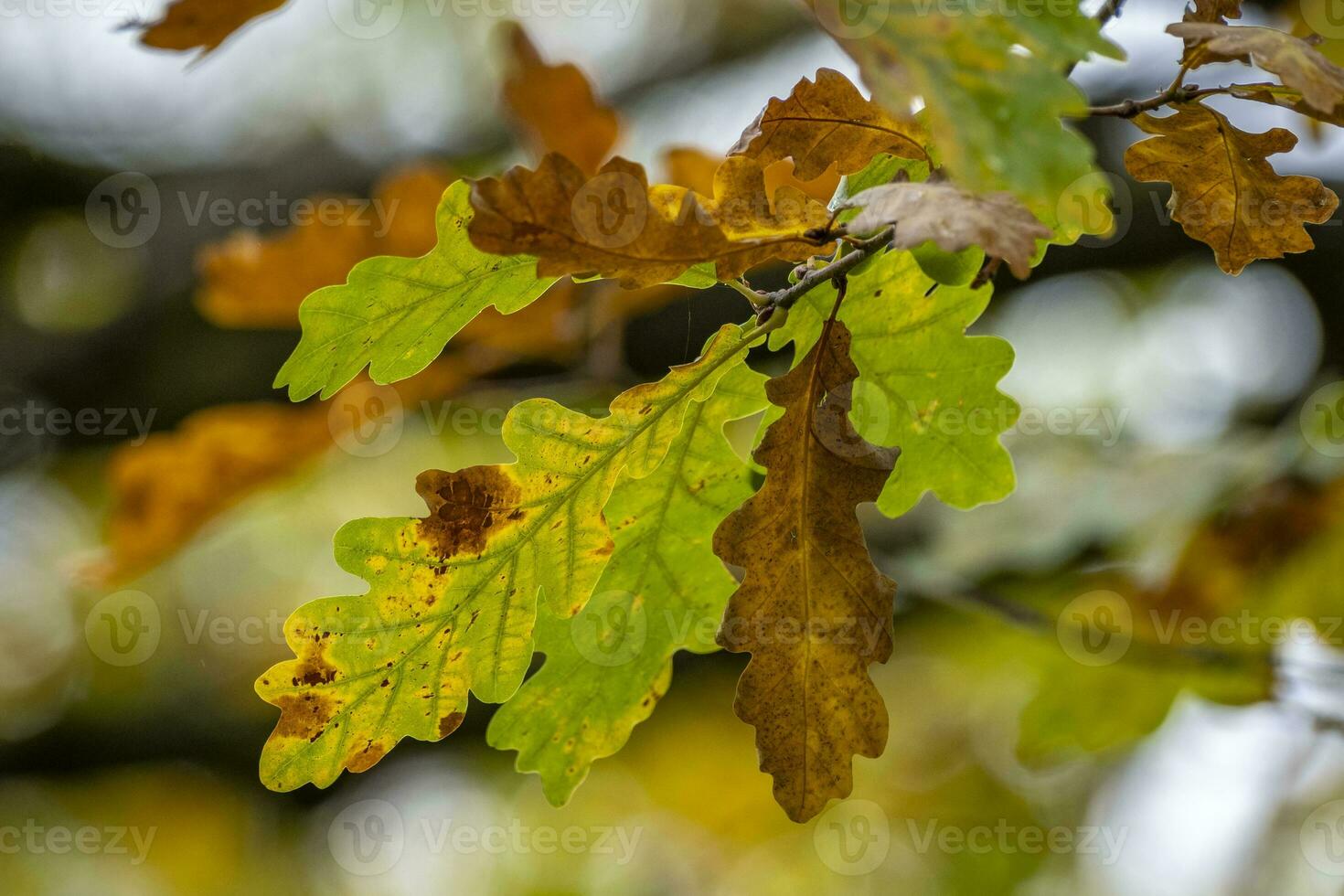 bunte Blätter im Herbst foto