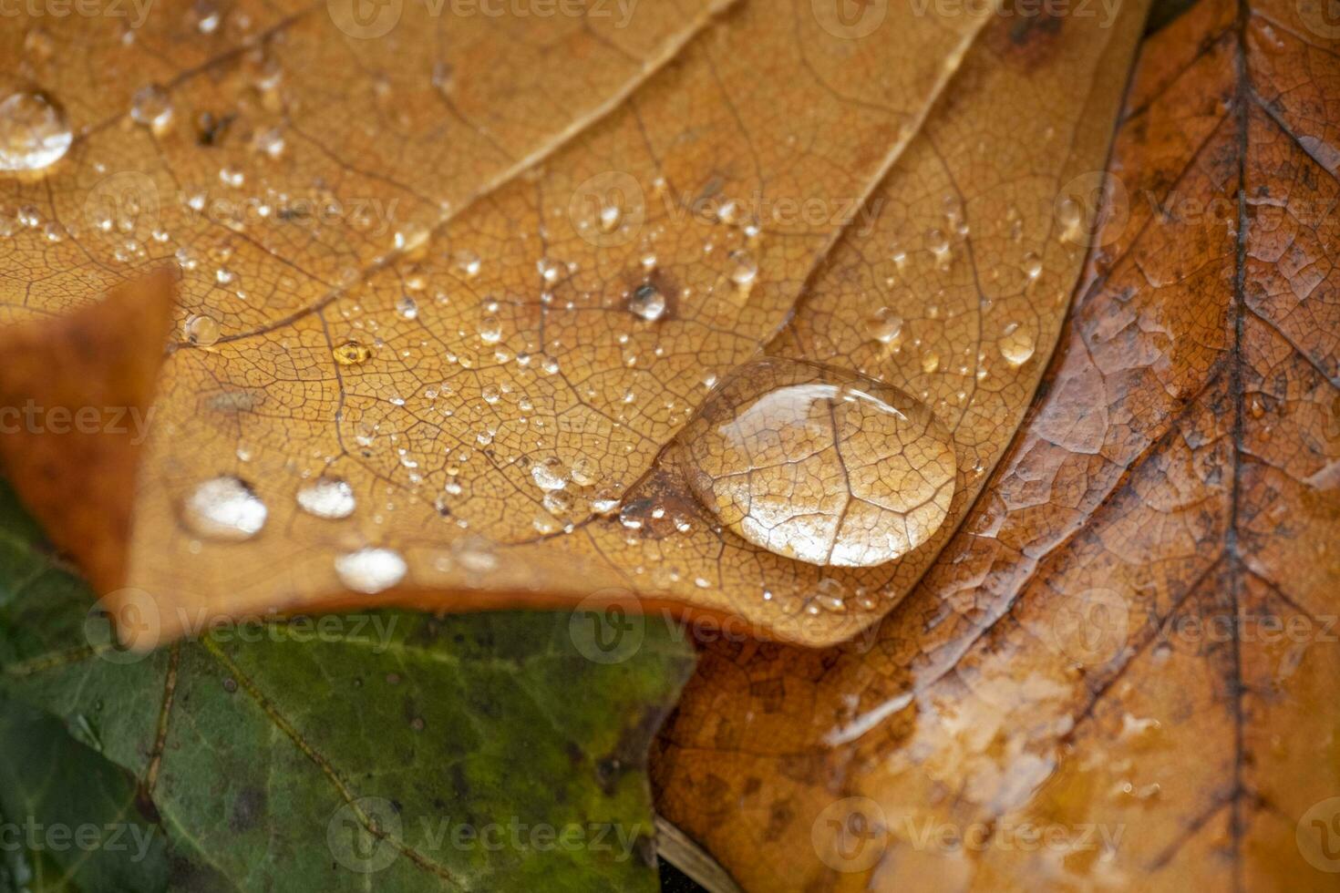 Regentropfen auf ein Blatt im Herbst foto