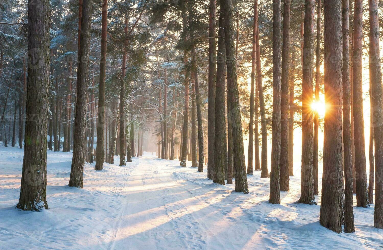 schön Winter saisonal Hintergrund Frost und Schnee auf Geäst Winter Landschaft Foto