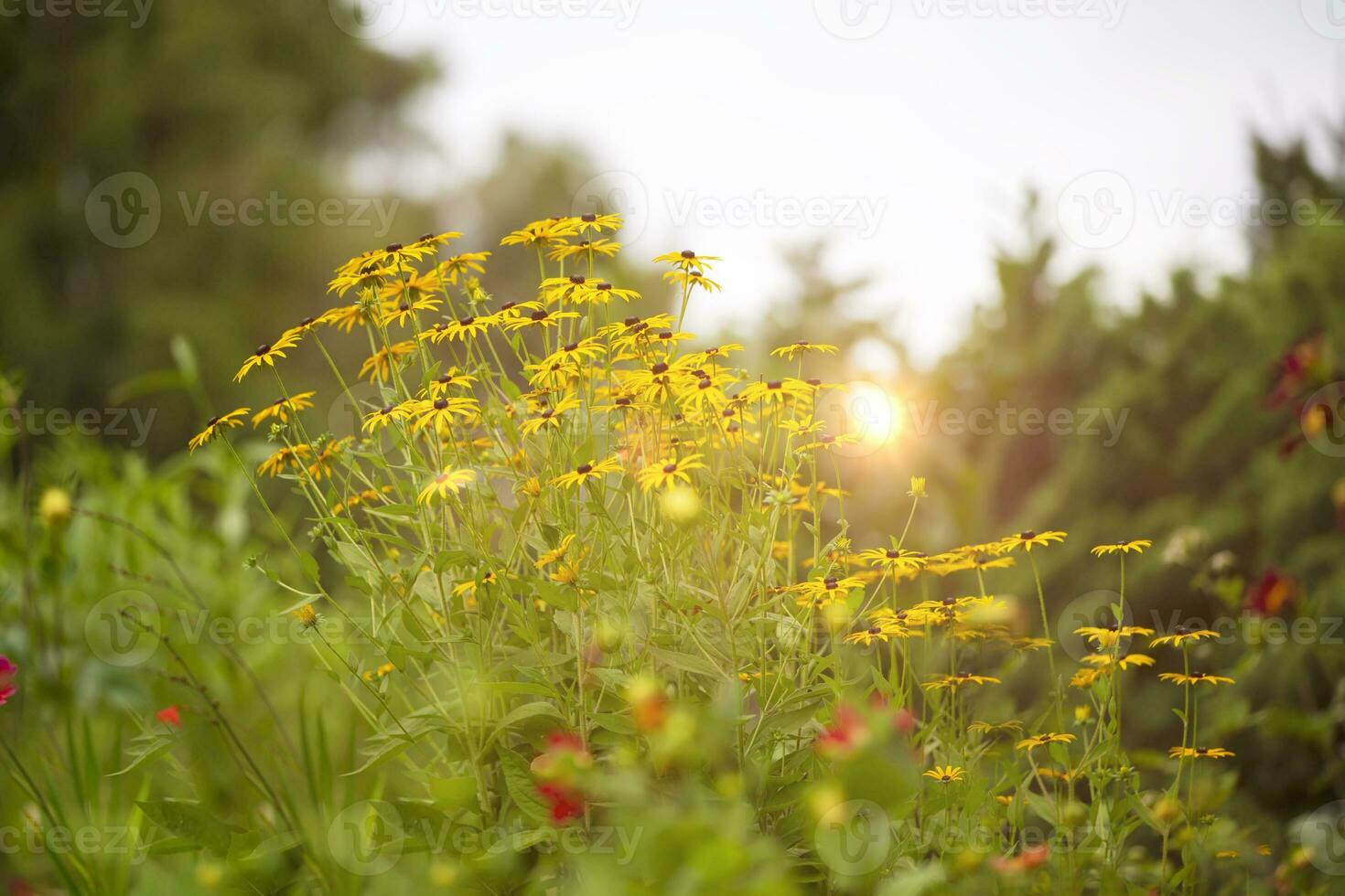 schön Pastell- Hintergrund mit Gelb Blumen beleuchtet durch das Strahlen von das Sonne. Rudbeckia ist brillant. foto