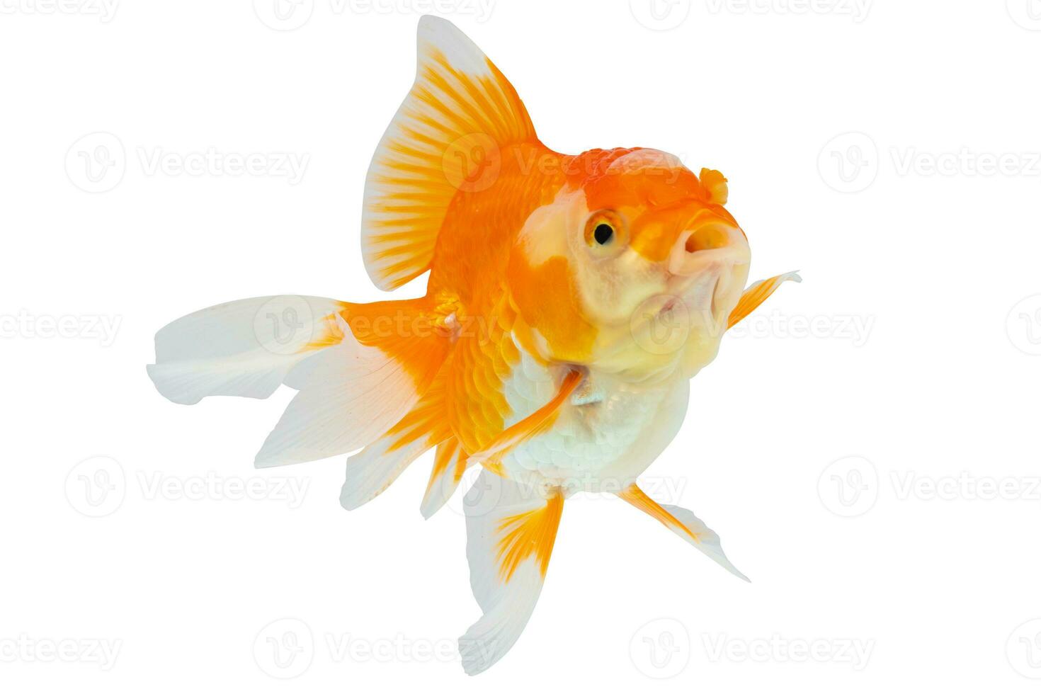 Oranda Goldfisch isoliert auf Weiß Hintergrund schließen oben foto