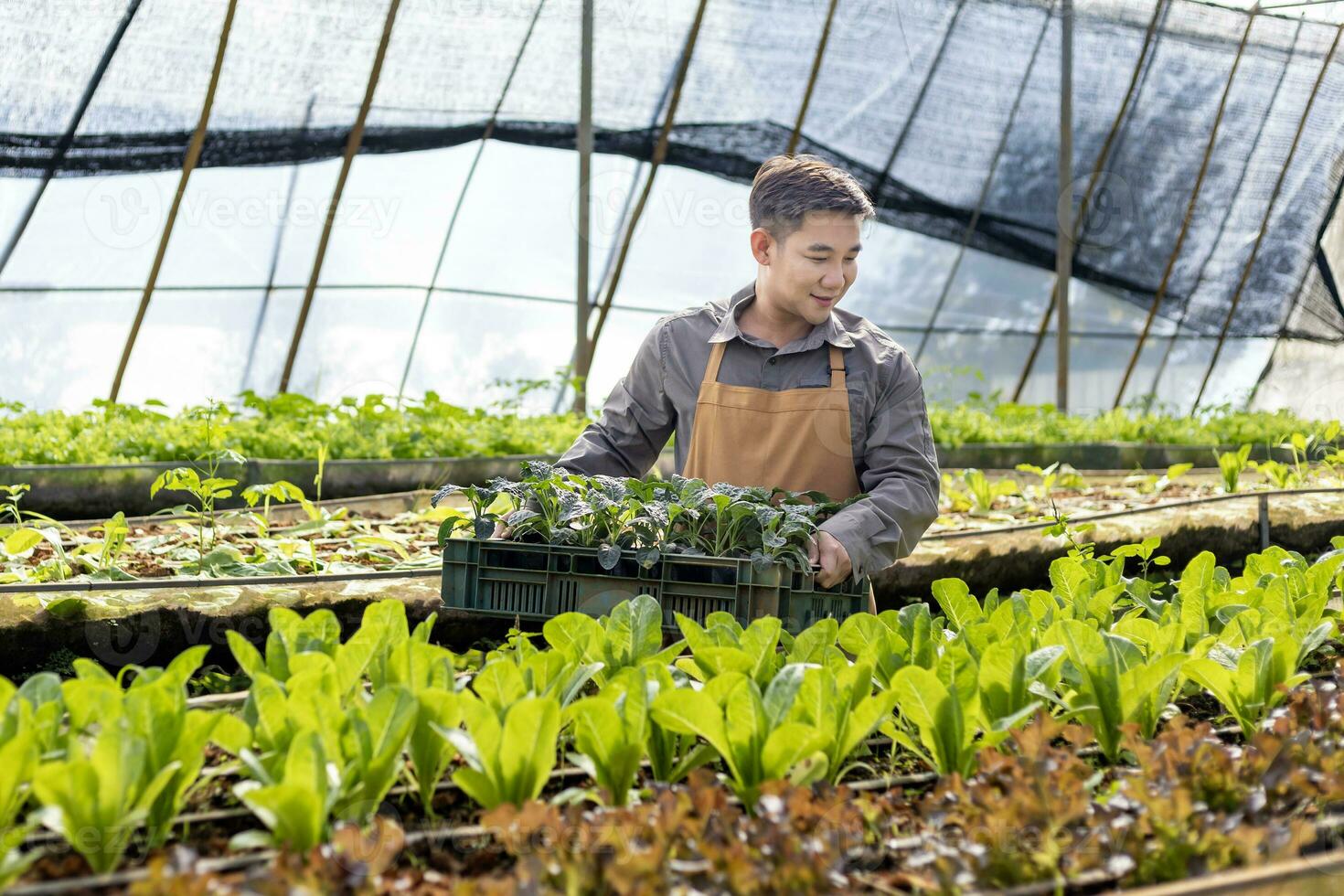 asiatisch lokal Farmer wachsend Salat Grüner Salat im das Gewächshaus mit Bio Boden Ansatz zum Familie besitzen Geschäft und pflücken etwas zum Verkauf foto