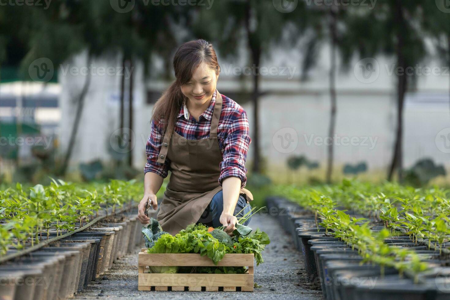 asiatisch Frau Farmer ist zeigen das hölzern Tablett voll von frisch wählen Bio Gemüse im ihr Garten zum Ernte Jahreszeit und gesund Diät Essen Konzept foto