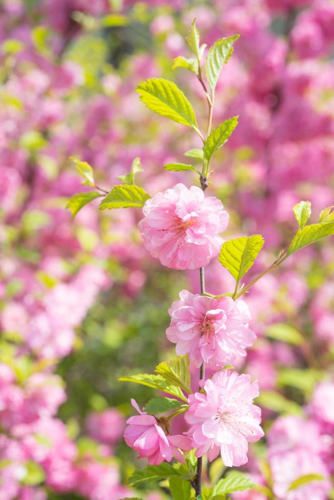 Makrofoto der Natur rosa sakura Blumen. foto