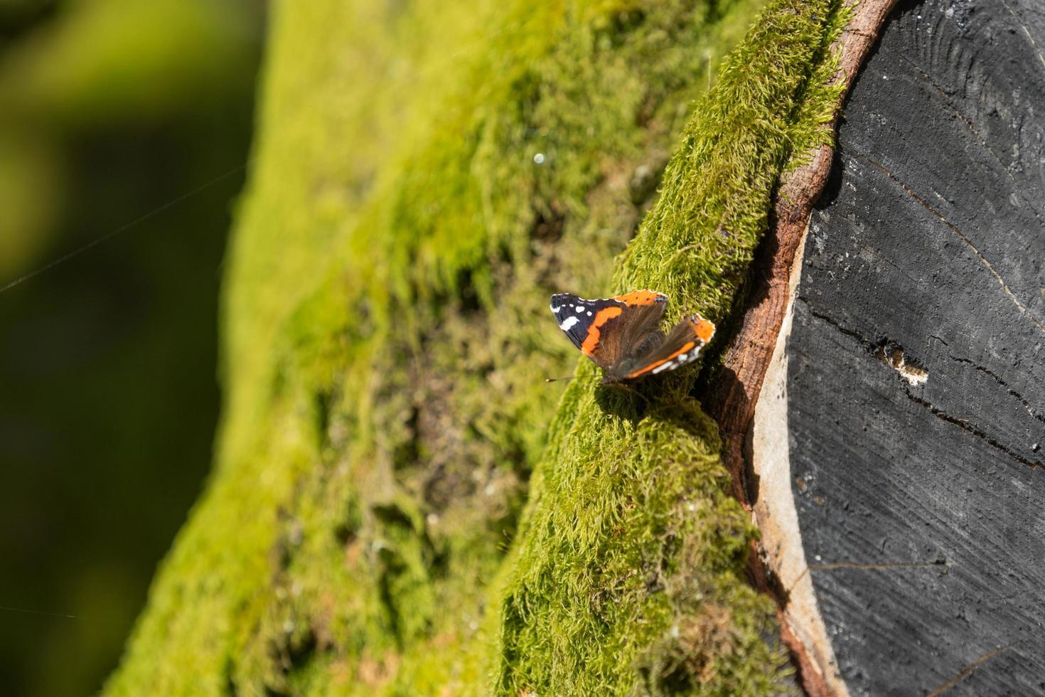 Admiral Schmetterling auf einem mit grünem Moos bewachsenen Baum. foto