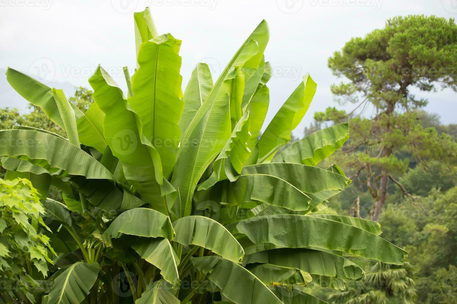 tropisch Hintergrund. schön Grün Blätter von ein tropisch Banane. foto