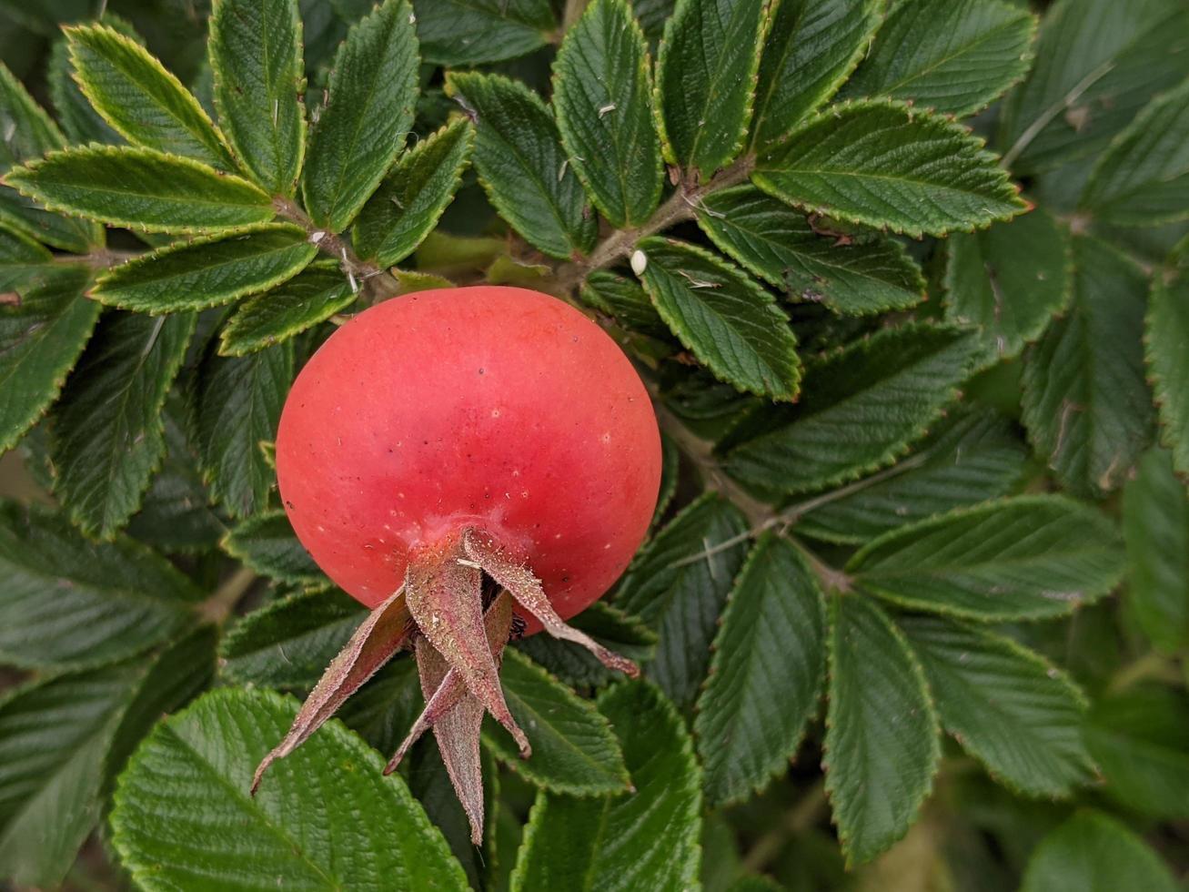 Reife Hagebuttenbeere Nahaufnahme. foto