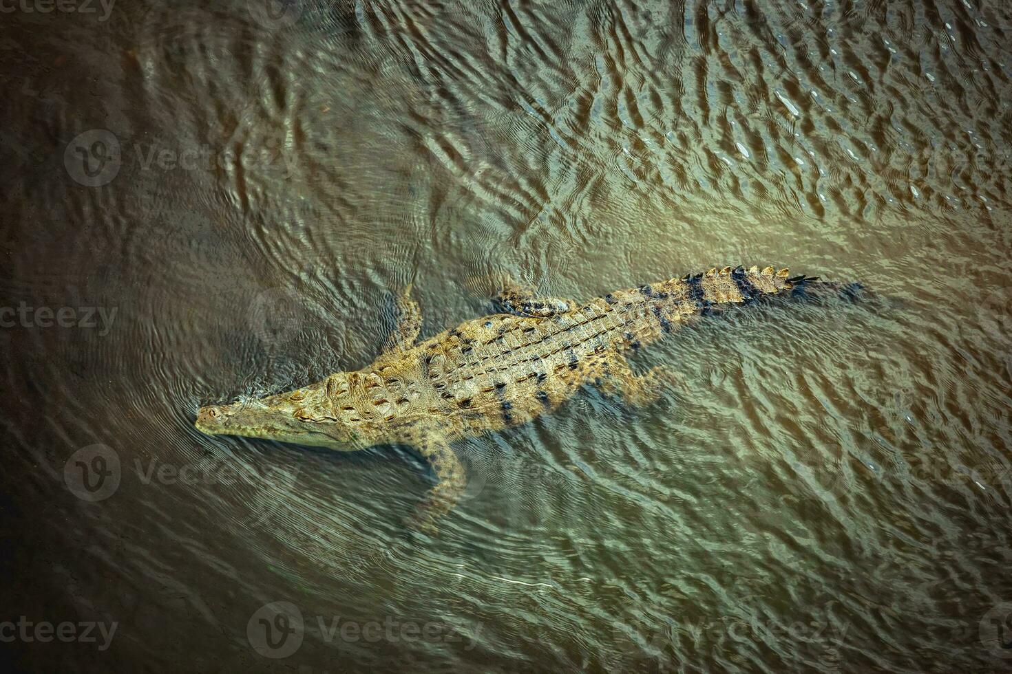 Costa Rica Alligator foto