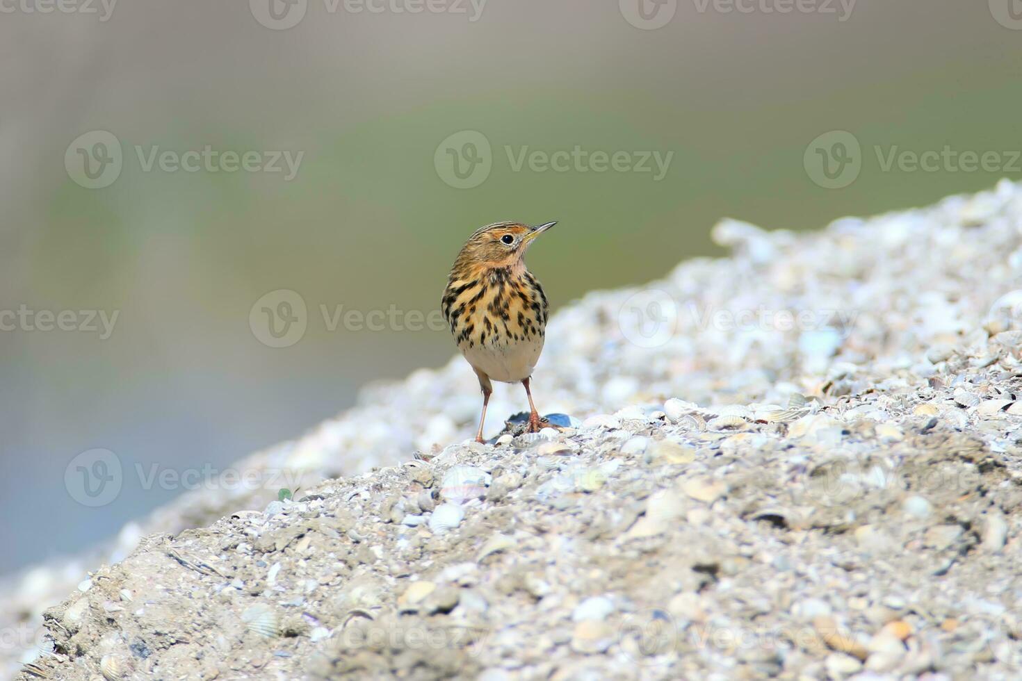 ein Vogel Stehen auf ein Felsen foto