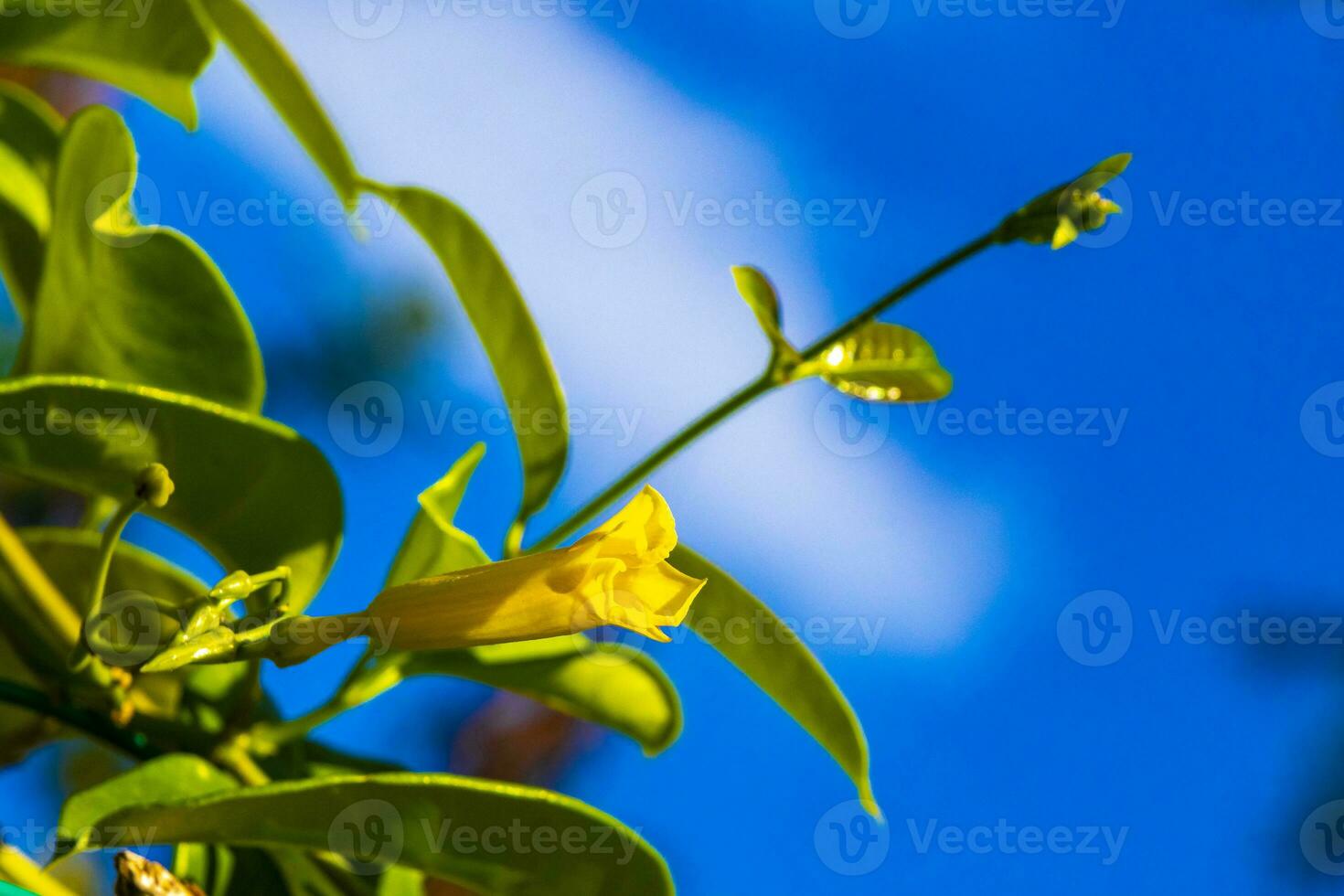 Gelbe Oleanderblume am Baum mit blauem Himmel in Mexiko. foto