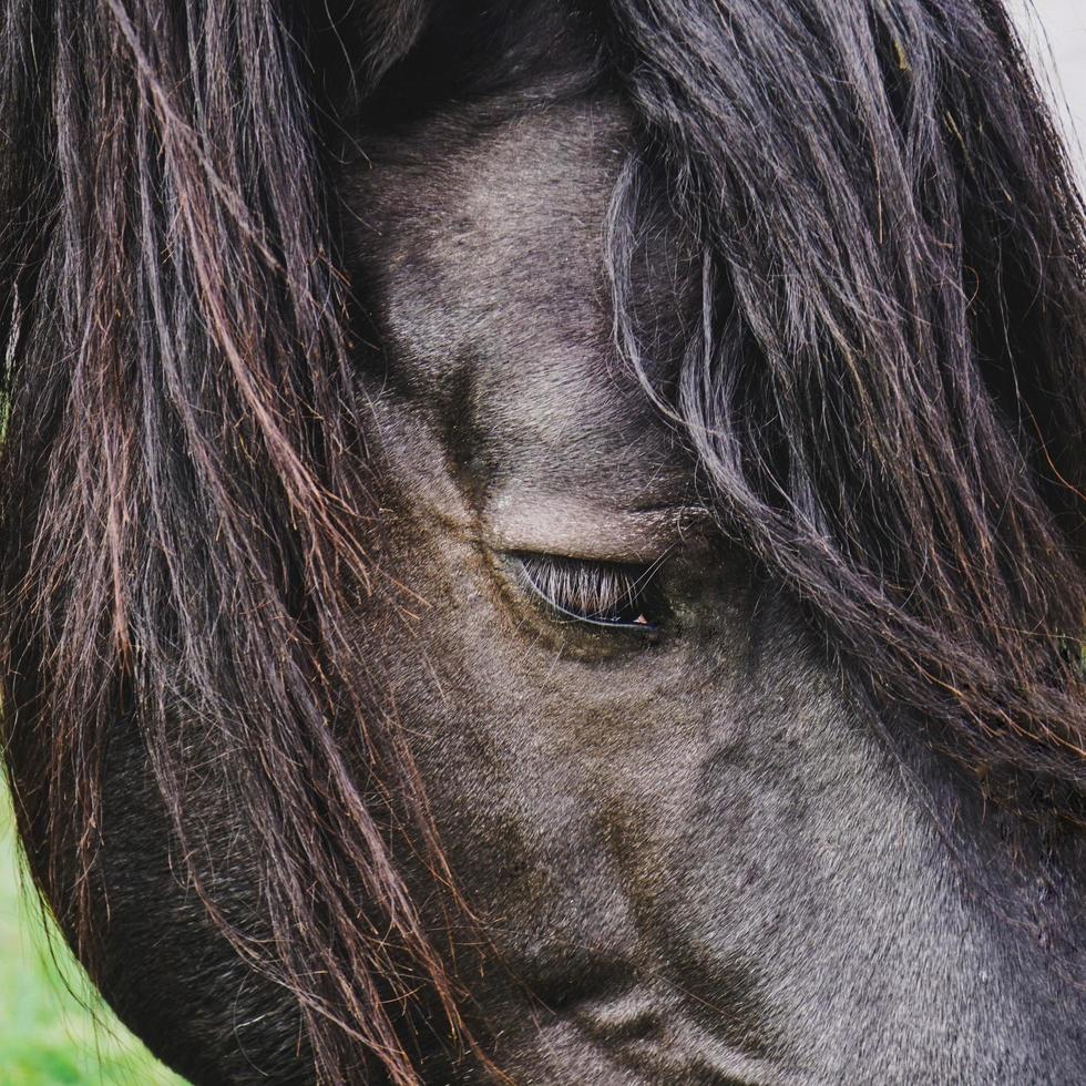 schönes schwarzes Pferdeportrait foto
