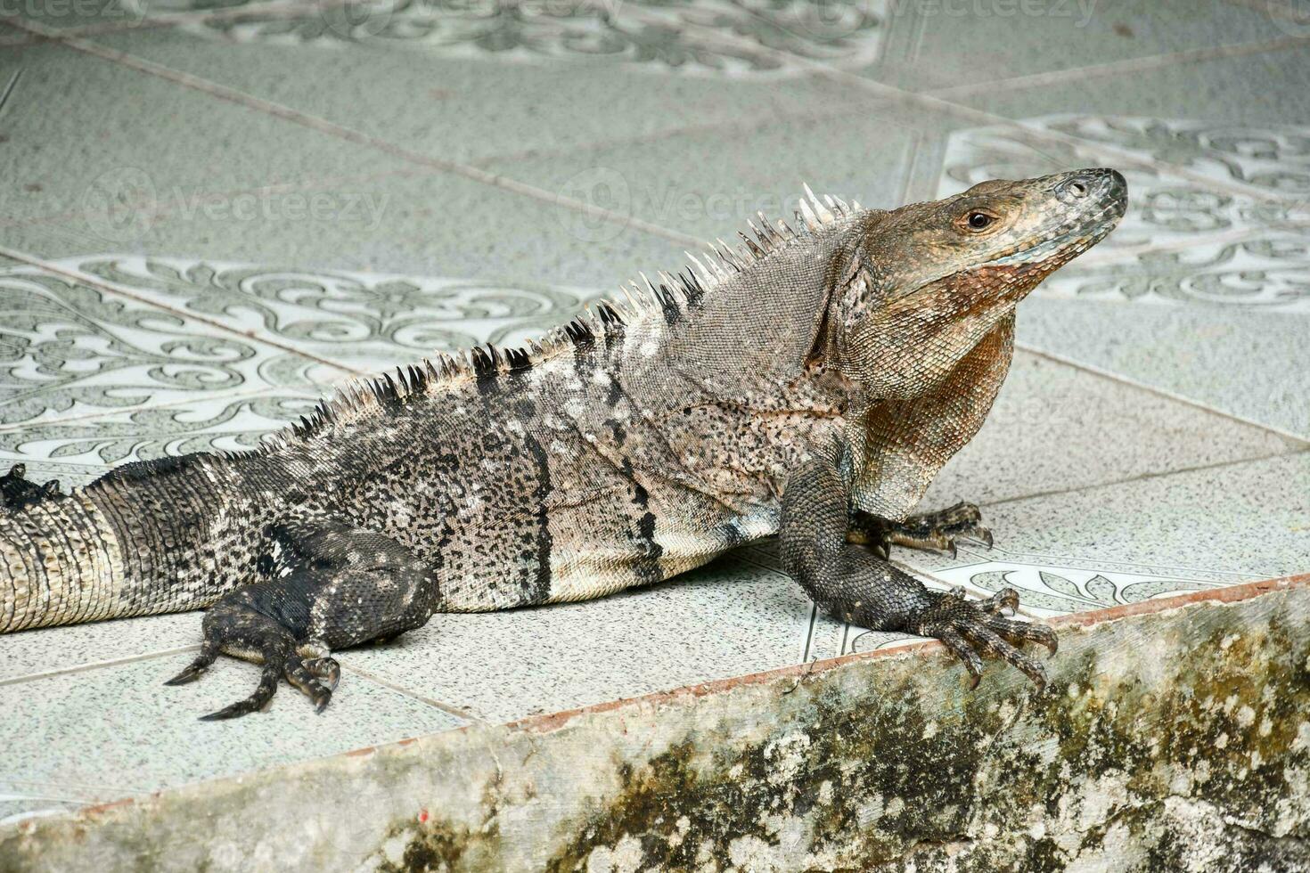 ein Leguan ist Sitzung auf ein Zement Fußboden foto