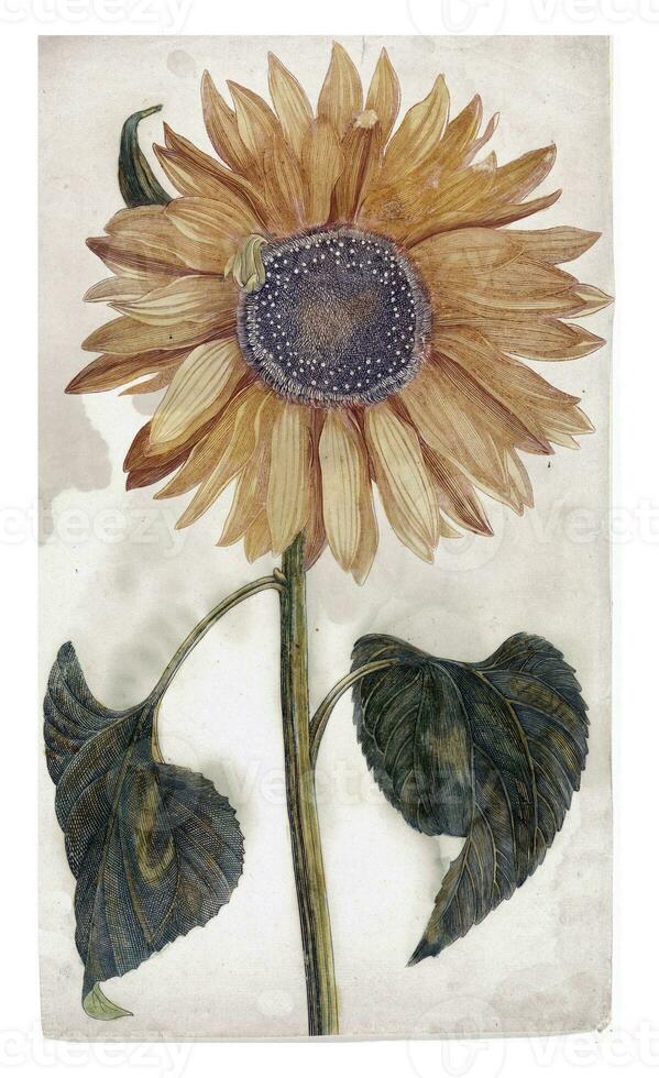 Sonnenblume, anonym, 1688 - - 1698 foto