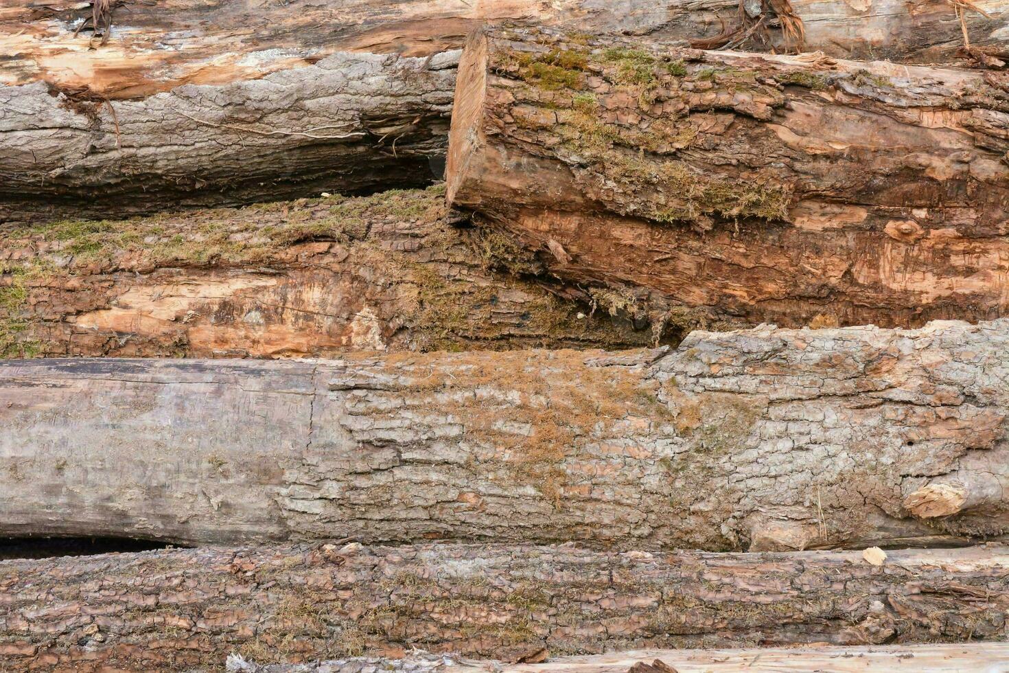 ein Stapel von Protokolle mit etwas Bäume im das Hintergrund foto