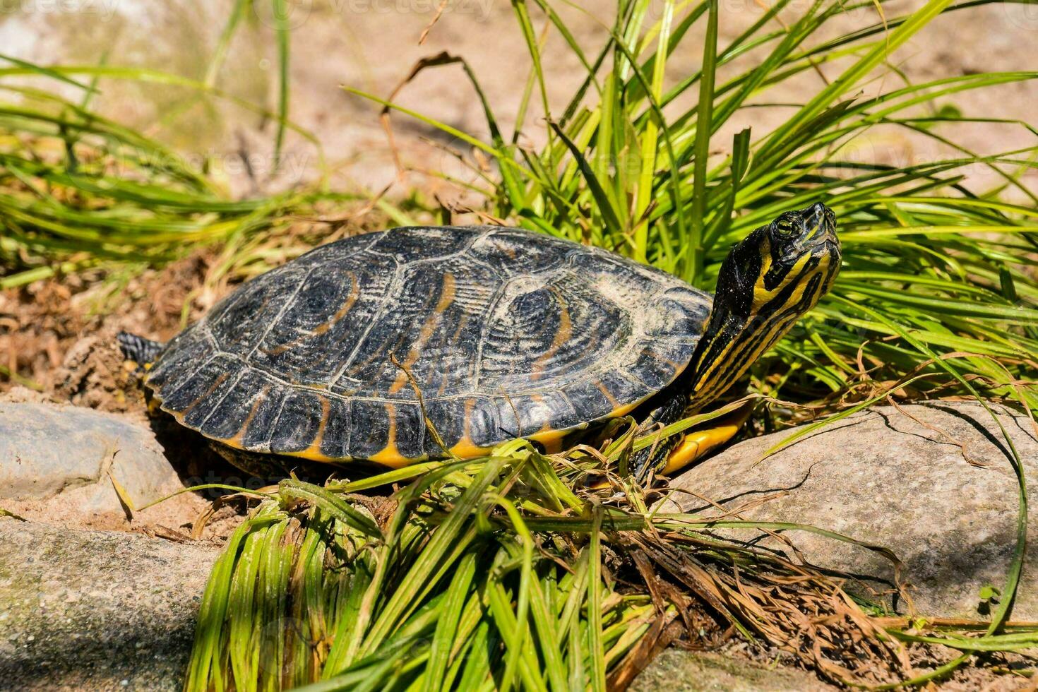 ein Schildkröte Sitzung auf oben von ein hölzern Oberfläche foto