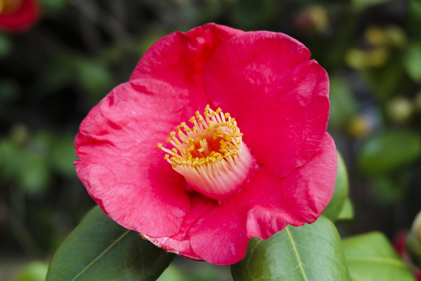 Nahaufnahme der roten Begonienblume foto