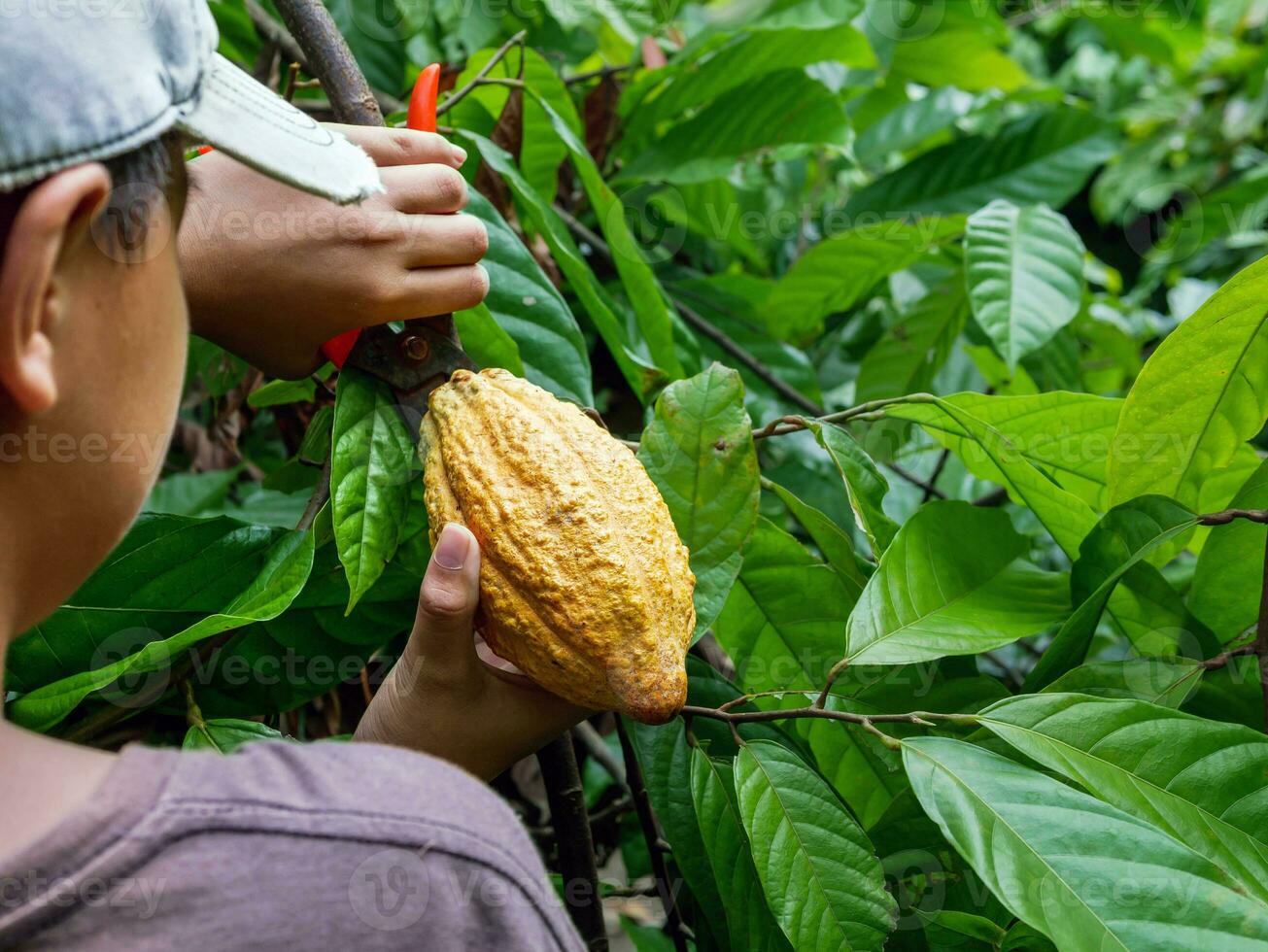 nahaufnahmehände eines kakaobauern verwenden beschneidungsscheren, um die kakaoschoten oder den fruchtreifen gelben kakao vom kakaobaum zu schneiden. ernten, was das landwirtschaftliche Kakaogeschäft produziert. foto