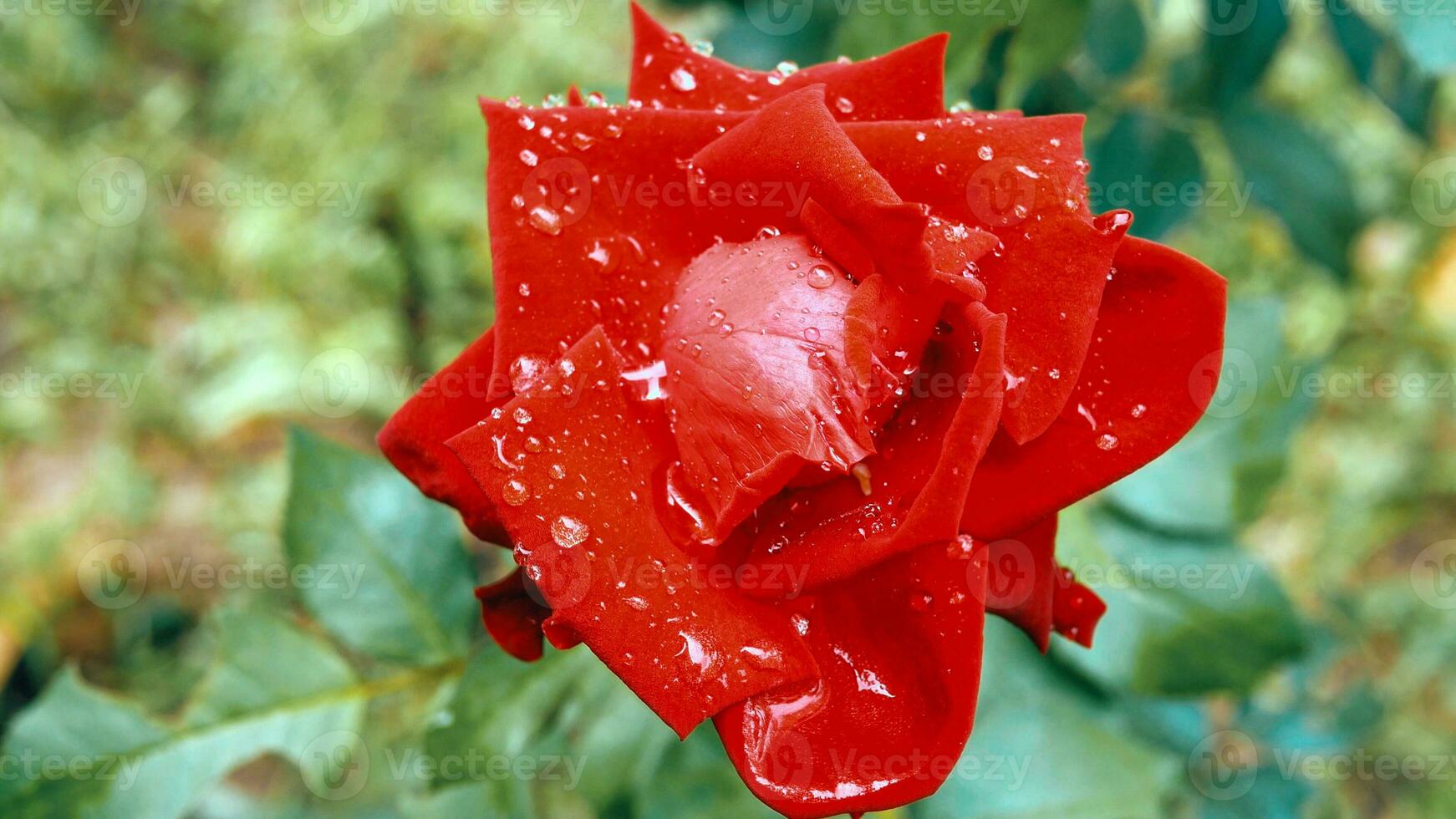 Nahansicht von schön hell einer rot Rose im Tau Tropfen nach Regen im das Frühling Garten draußen und Grün Blatt verwischen im Hintergrund foto