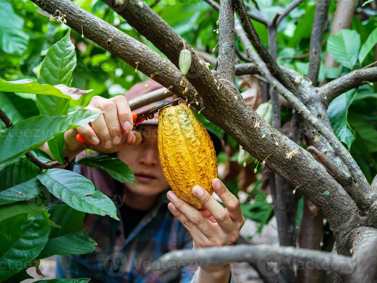 nahaufnahmehände eines kakaobauern verwenden beschneidungsscheren, um die kakaoschoten oder den fruchtreifen gelben kakao vom kakaobaum zu schneiden. ernten, was das landwirtschaftliche Kakaogeschäft produziert. foto