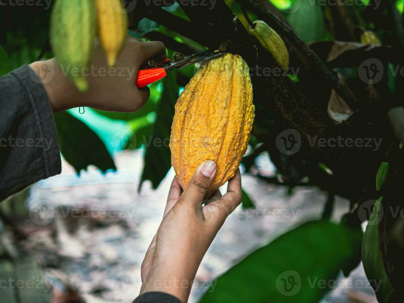 nahaufnahmehände eines kakaobauern verwenden beschneidungsscheren, um die kakaoschoten oder den fruchtreifen gelben kakao vom kakaobaum zu schneiden. ernten, was das landwirtschaftliche Kakaogeschäft produziert. foto