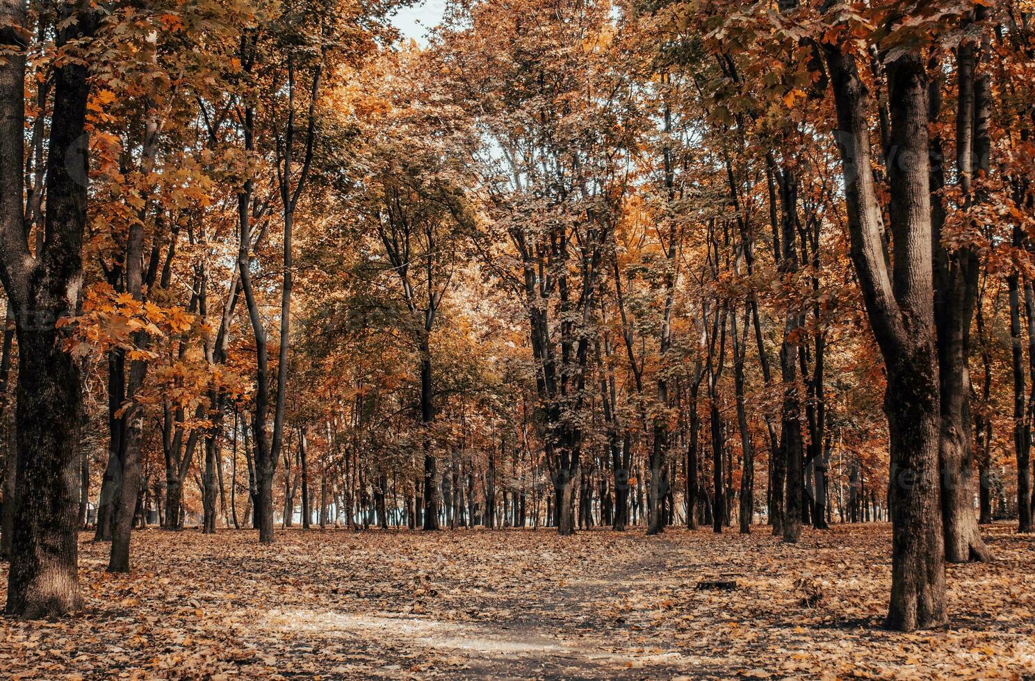 schön Landschaft mit Herbst Bäume und Weg im sonnig Park foto