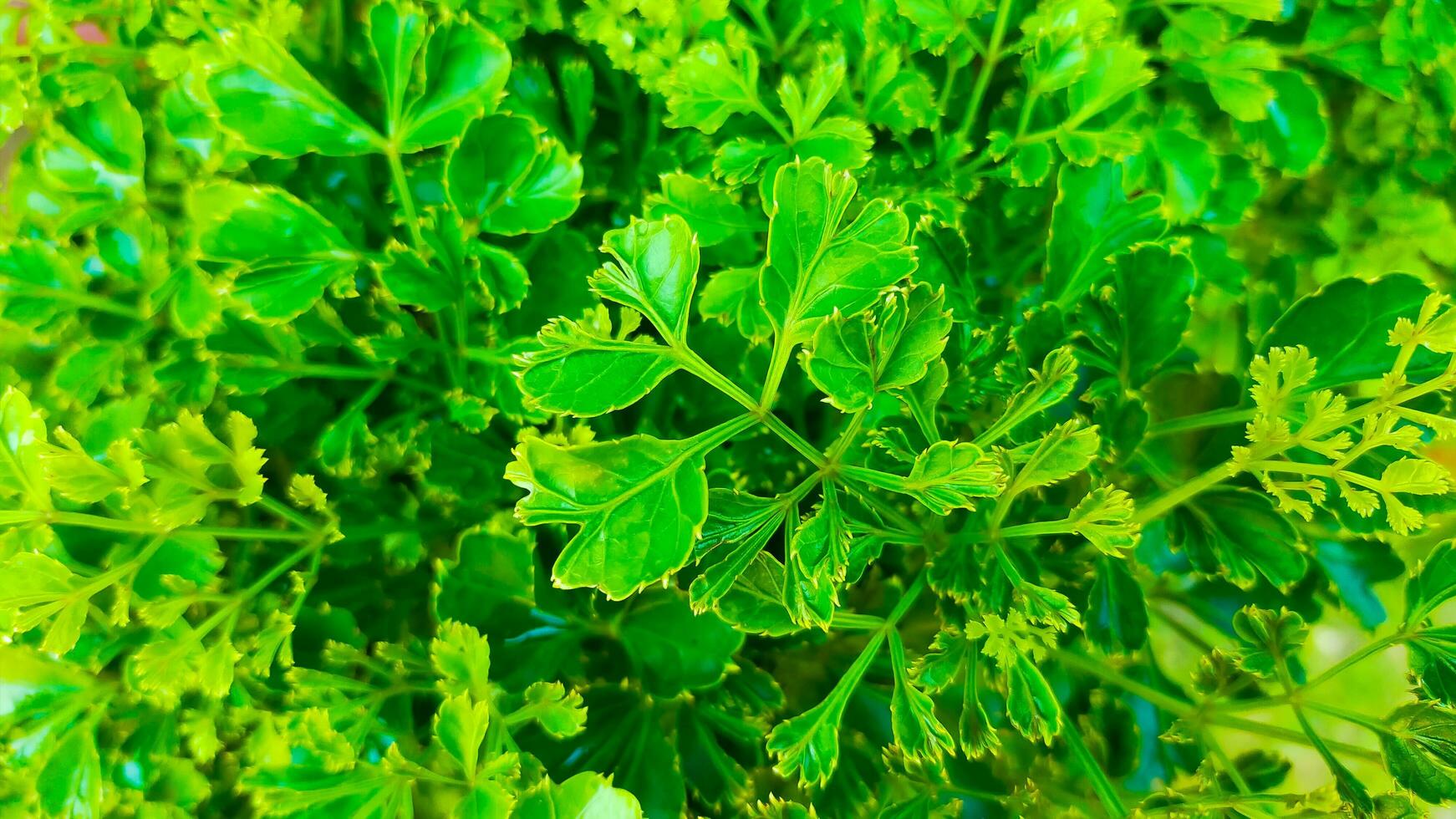 sehr frisch Grün Blätter im das Garten foto