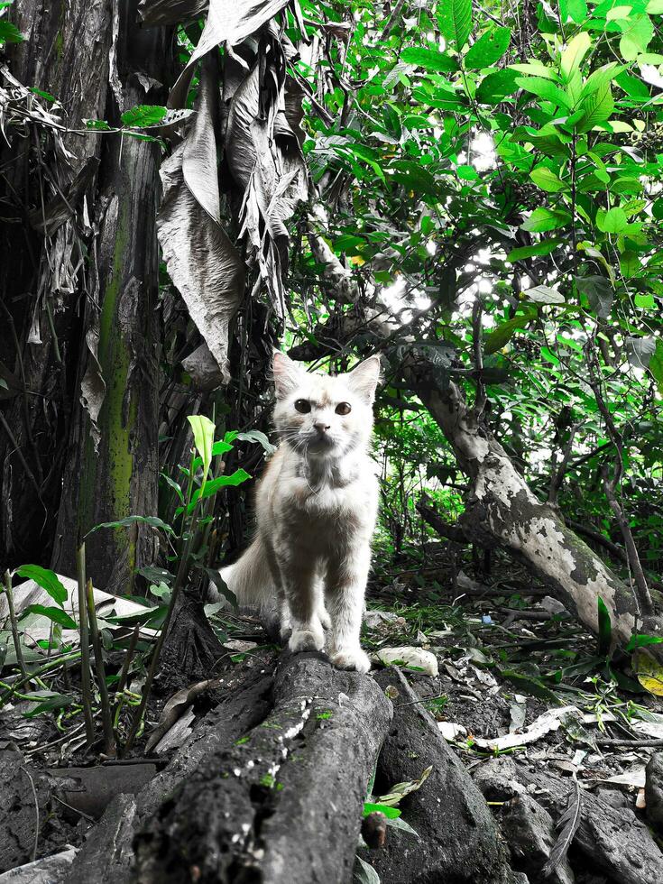 ein Katze im das Mitte von das Wald foto