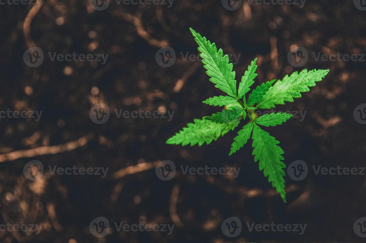 junges Marihuana auf dunkelbraunem Grundhintergrund foto