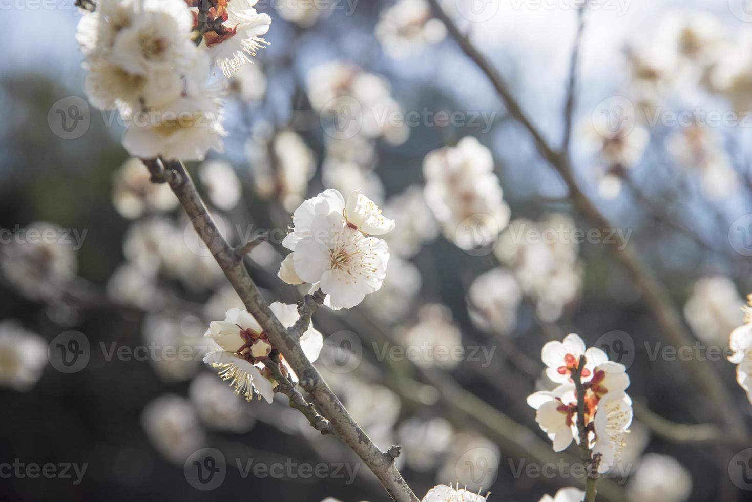 weiße Blüten des Kirschpflaumenbaums, selektiver Fokus, Japan-Blume foto