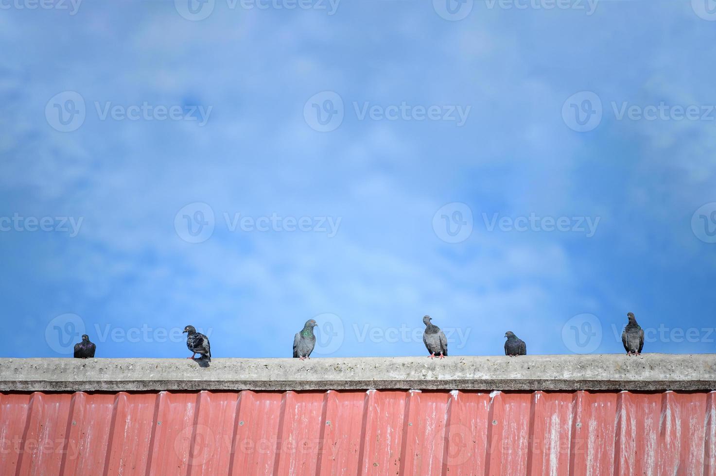 Taubenschwarm auf dem Dach. Tier- und Vogelkonzept foto