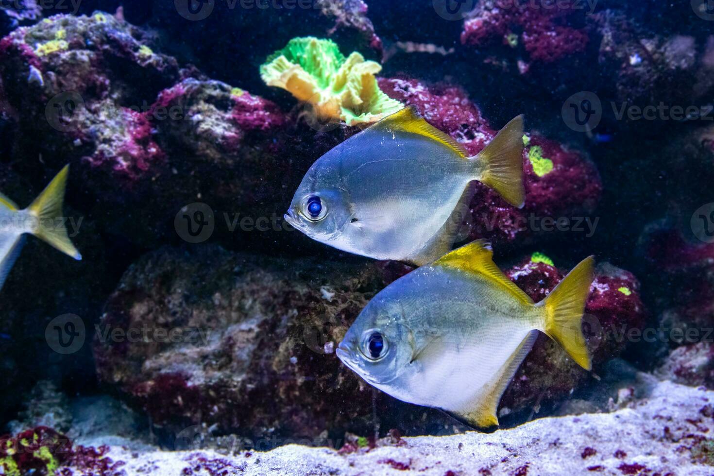 schön Fisch Monodaktylus Argenteus foto