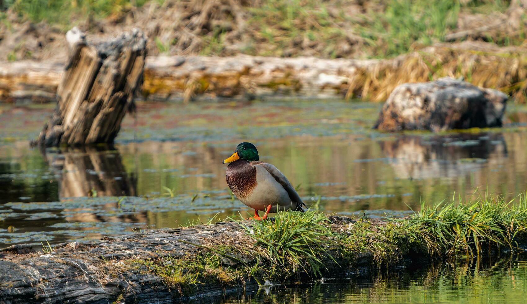 ein Ente Stehen auf ein Log im das Wasser foto