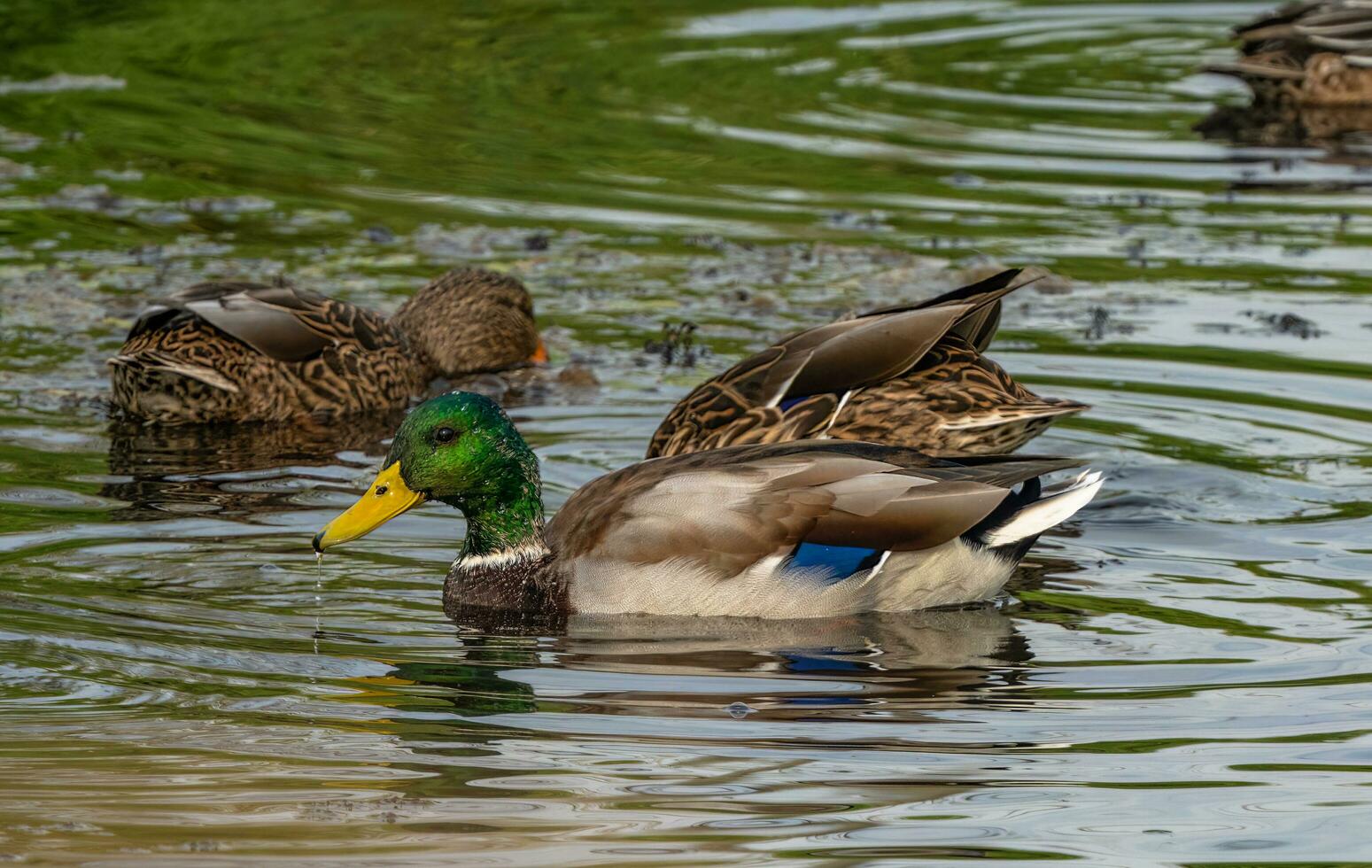 ein Gruppe von Enten Schwimmen im ein Teich foto