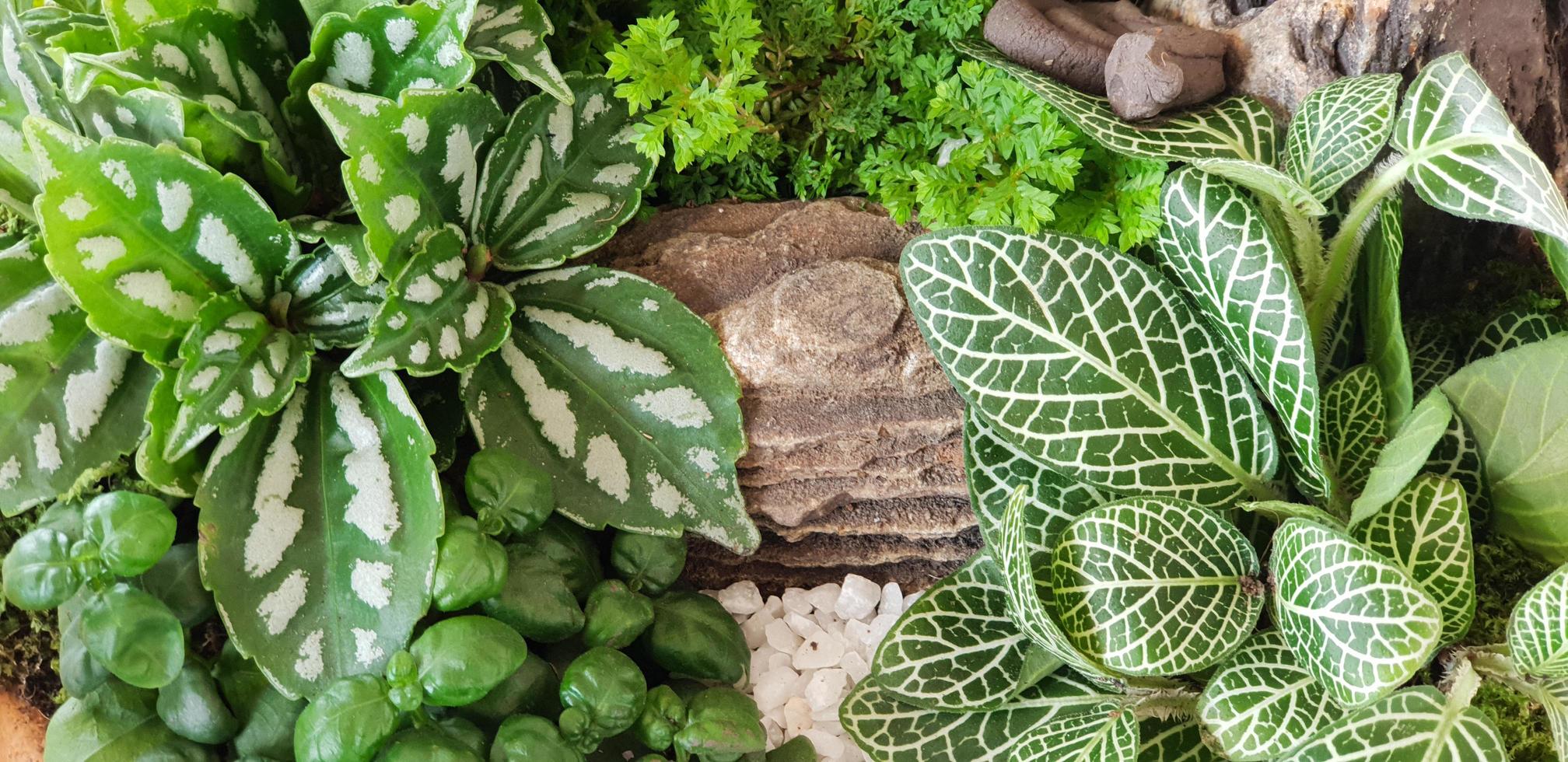 grüner Naturpflanzengarten mit Stein im kleinen Wasserfalltopfhintergrund foto