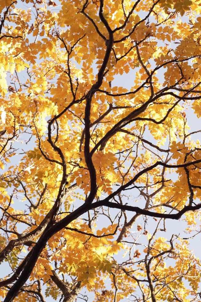 schöner Herbstwald mit gelben Blättern foto