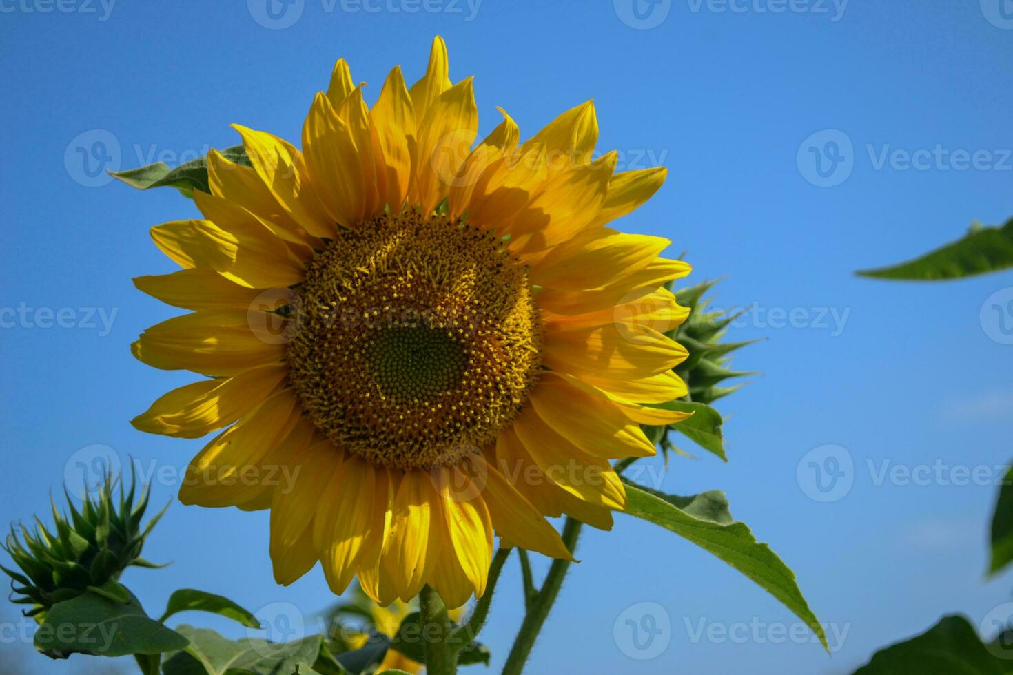 ein schließen oben Bild von ein Blühen Sonnenblume im ein Garten mit Blau Himmel Hintergrund. schön Sonnenblume Hintergrund. foto