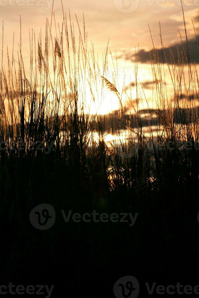 Silhouette von Gras Blume auf Sonnenuntergang Hintergrund. Jahrgang Ton. foto