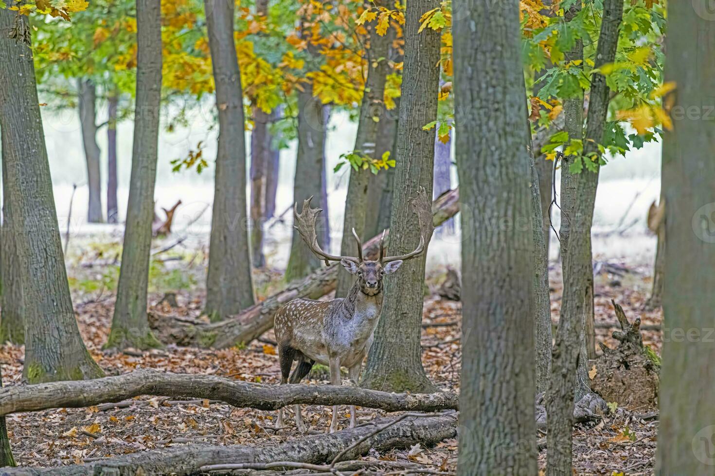 Bild von ein Hirsch mit groß Geweih im ein Deutsche Wald foto